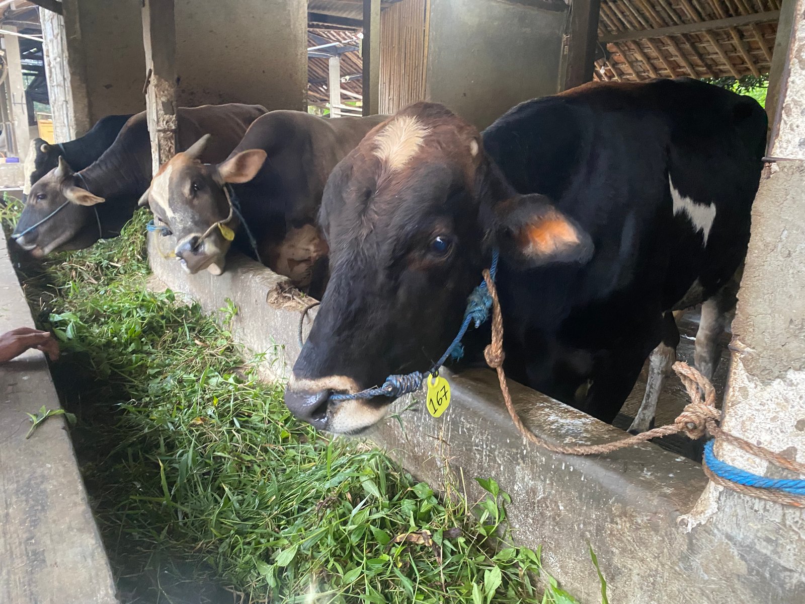 Sapi 5